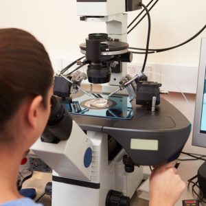Laboratory Fertilization Of Eggs In IVF Treatment Rear View Laboratory Fertilization Of Eggs In IVF Treatment